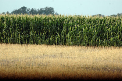 530cooks 007earlyCorn.jpg