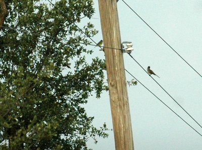 530cooks 008BrowncrestedFlycatcher.jpg