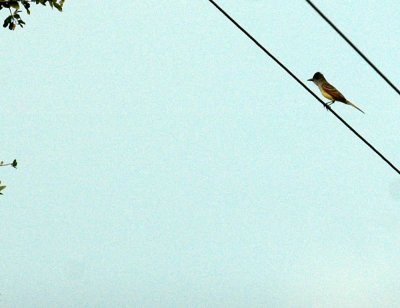 530cooks 011browncrestedFlycatcher.jpg