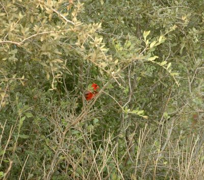 530cooks 012ncardinal.jpg