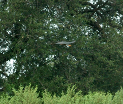 530cooks 019redshoulderedHawk.jpg