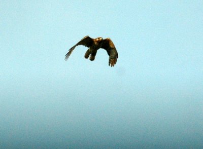 530cooks 022redshoulderedHawk.jpg