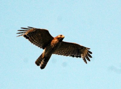 530cooks 023redshoulderedHawk.jpg