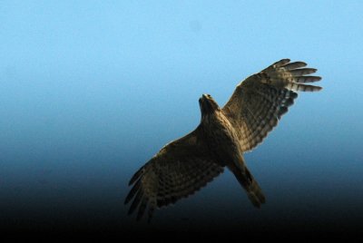 530cooks 024redshoulderedHawk.jpg