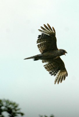 530cooks 026redshoulderedHawk.jpg