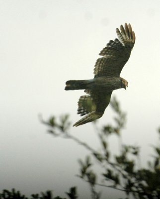 530cooks 027redshoulderedHawk.jpg