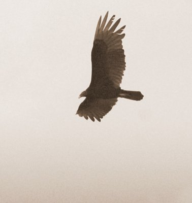 530cooks 029turkeyvulture.jpg