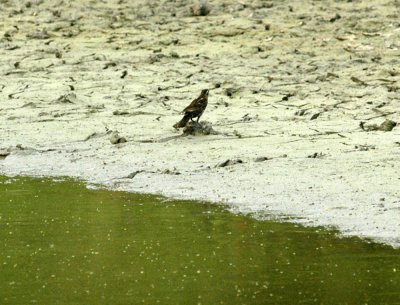 530cooks 030redwingedblackbirdfemale.jpg