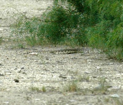 530cooks 032snake7feet.jpg