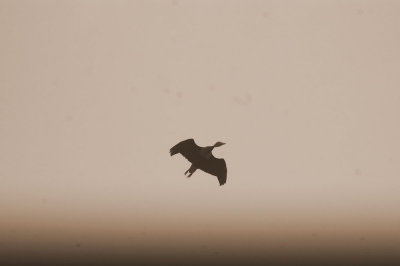 530cooks 033blackbelliedwhistlingduck.jpg