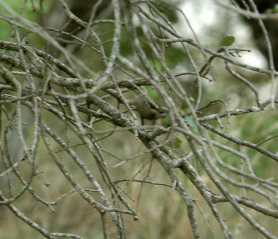 530cooks 037oriole.jpg