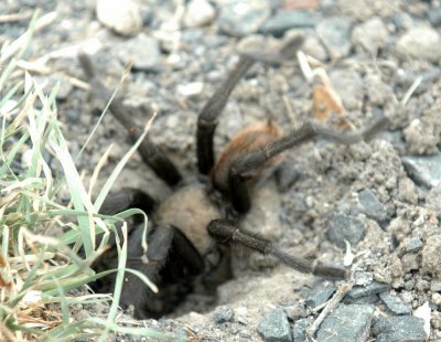 530cooks 041tarantuala in hole.jpg