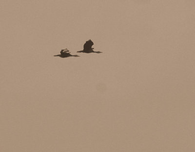 530cooks 047blackbelliedwhistling ducks.jpg