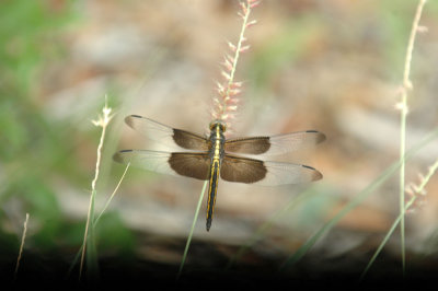 530cooks 051widowskimmer.jpg