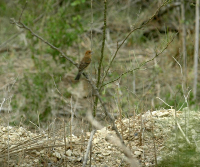 530cooks 056blueGrosbeak.jpg