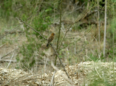 530cooks 058bluegrosbeak.jpg