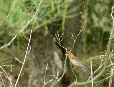 530cooks 065bluegrosbeak.jpg