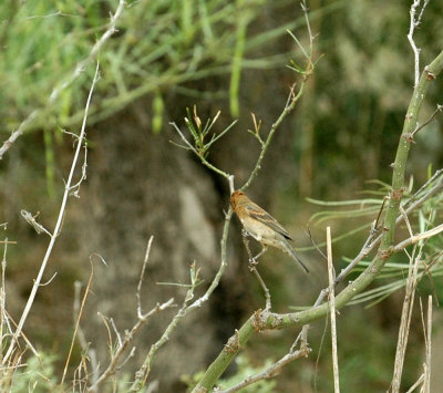 530cooks 066bluegrosbeak.jpg