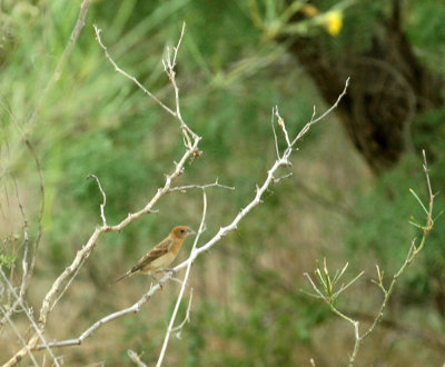 530cooks 067bluegrosbeak.jpg