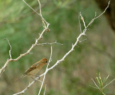 530cooks 068bluegrosbeak.jpg