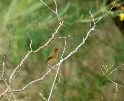 530cooks 070bluegrosbeak.jpg