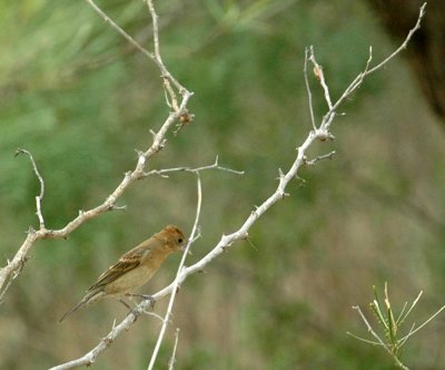 530cooks 068bluegrosbeak.jpg