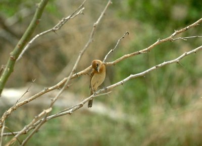 530cooks 071bluegrosbeak.jpg