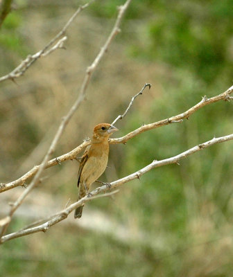 530cooks 072bluegrosbeak.jpg