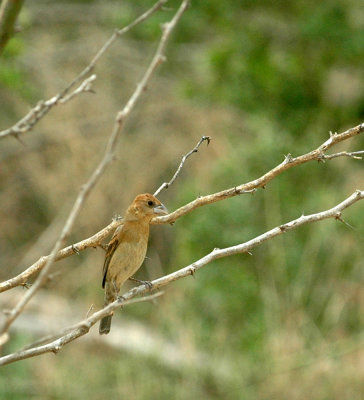 530cooks 073bluegrosbeak.jpg