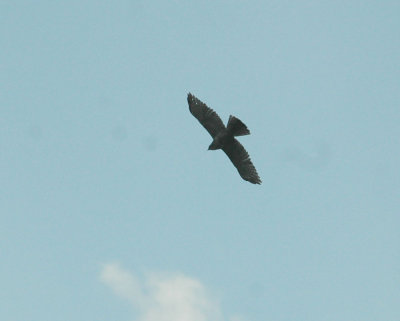 530cooks 075hawk.jpg