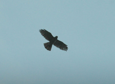 530cooks 076hawk.jpg