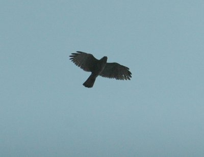 530cooks 077hawk.jpg