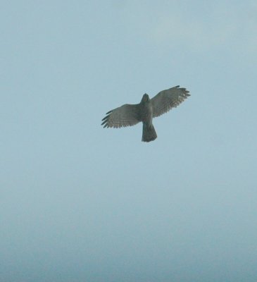 530cooks 078hawk.jpg