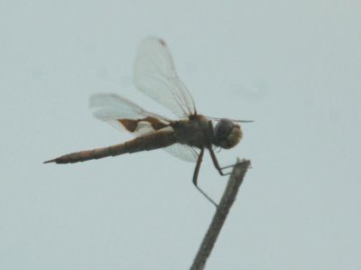 530cooks 084redsaddlebags.jpg