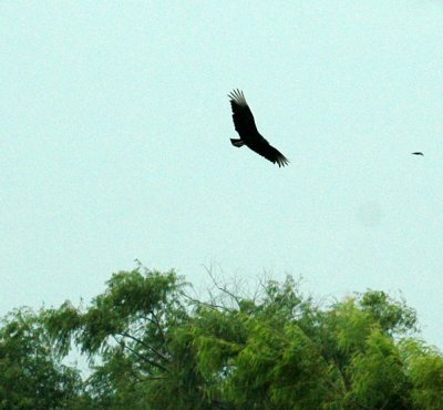 531cooks 001blackvulture.jpg