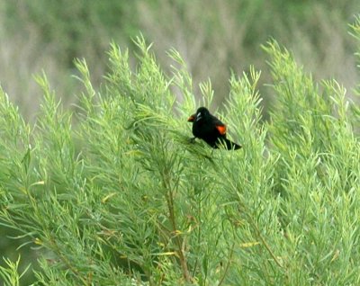 531cooks 004redwingedblackbird.jpg