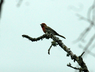 531cooks 038housefinch.jpg