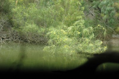 531cooks 052greenkingfisherflyway.jpg