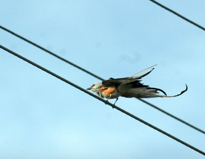 61cooks 004scissortailedflycatcher.jpg