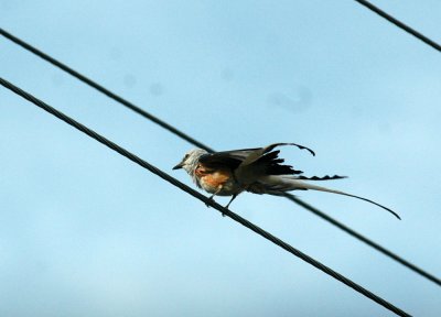 61cooks 006scissortailedflycatcher.jpg