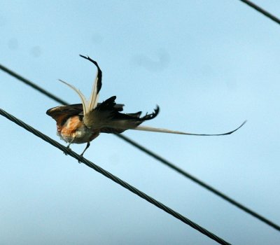 61cooks 007scissortailedflycatcher.jpg