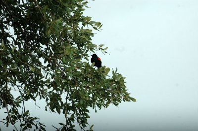 61cooks 017redwingedblackbird.jpg