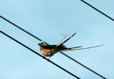 61cooks 010scissortailedflycatcher.jpg
