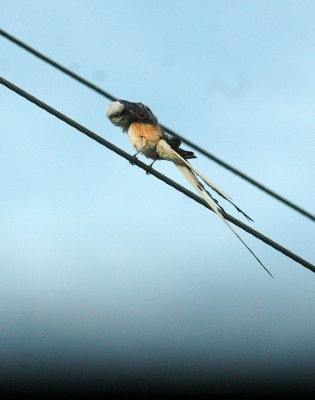 61cooks 011scissortailedflycatcher.jpg