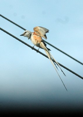 61cooks 012scissortailedflycatcher.jpg