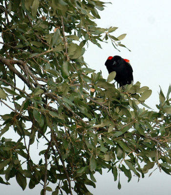 61cooks 015redwingedblackbird.jpg