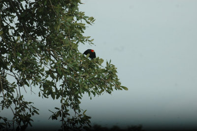 61cooks 016redwingedblackbird.jpg