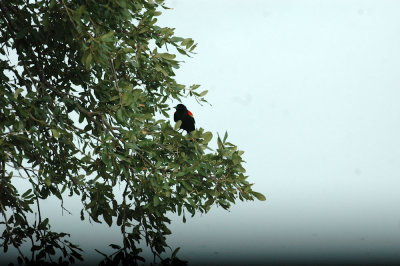 61cooks 018redwingedblackbird.jpg
