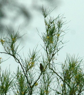 61cooks 026housesparrow.jpg