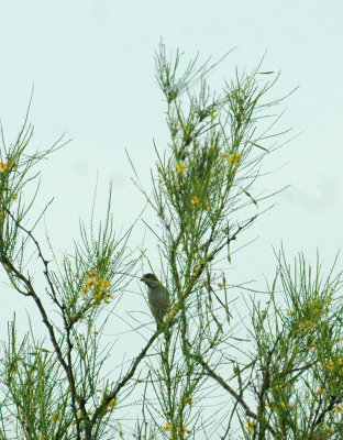 61cooks 029bird.jpg